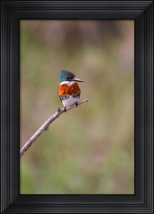 Framed Green Kingfisher On A Hunting Perch Print