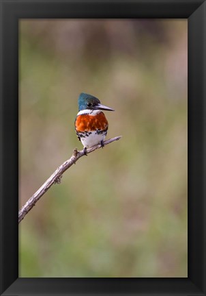 Framed Green Kingfisher On A Hunting Perch Print