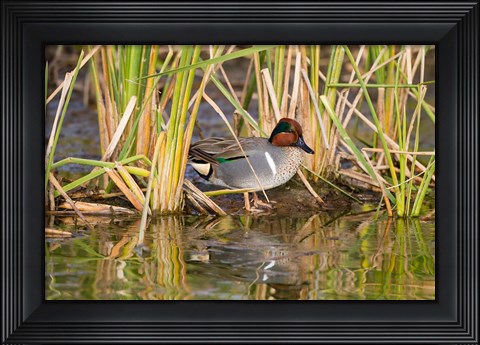 Framed Green-Winged Teal Resting In Cattails Print