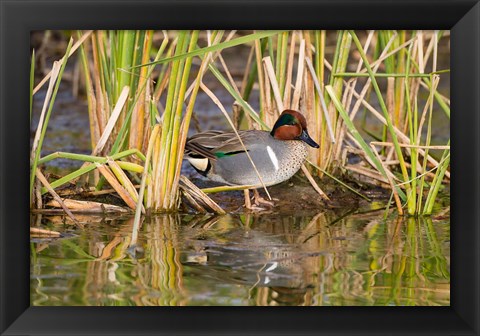 Framed Green-Winged Teal Resting In Cattails Print