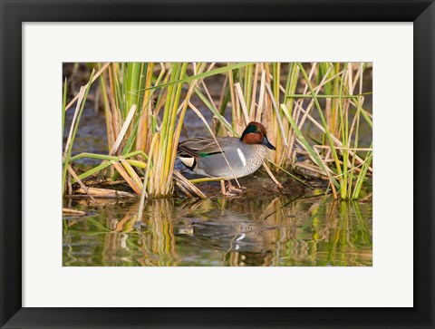 Framed Green-Winged Teal Resting In Cattails Print