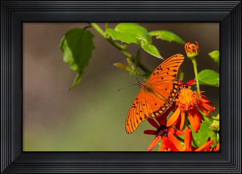 Framed Gulf Fritillary Butterfly On Flowers Print