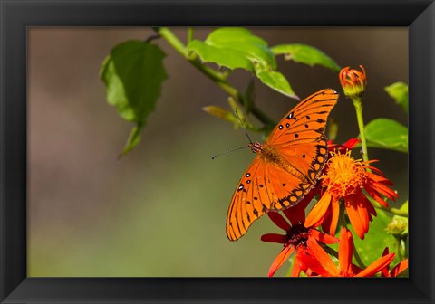 Framed Gulf Fritillary Butterfly On Flowers Print