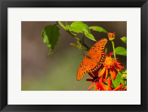 Framed Gulf Fritillary Butterfly On Flowers Print