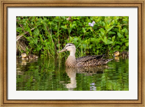 Framed Mottled Duck Hen And Young Feeding Print