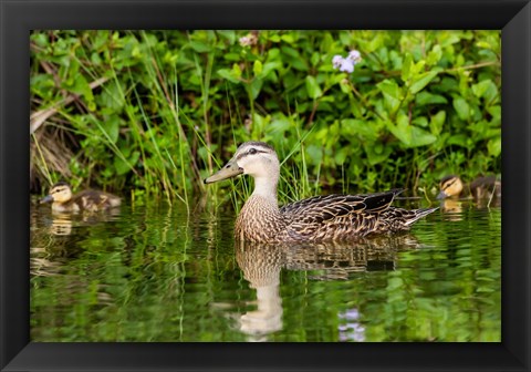 Framed Mottled Duck Hen And Young Feeding Print