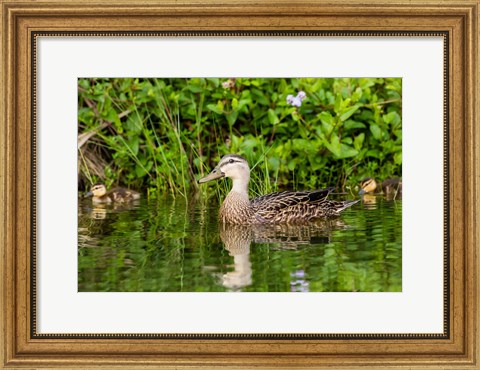 Framed Mottled Duck Hen And Young Feeding Print