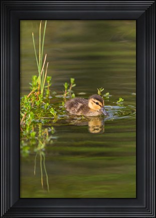 Framed Mottled Duckling In A Pond Print