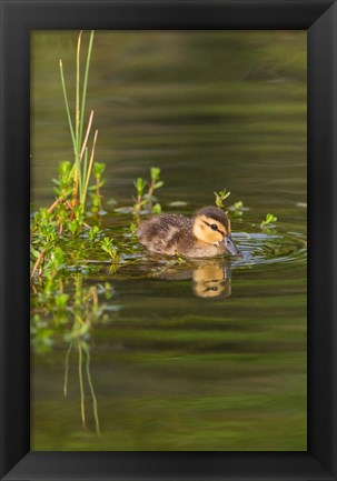 Framed Mottled Duckling In A Pond Print