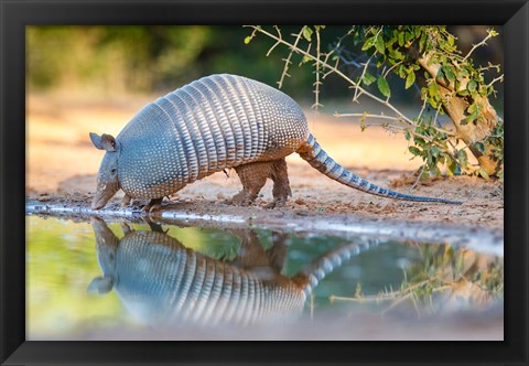 Framed Nine-Banded Armadillo Drinking Print