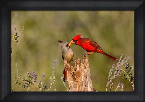 Framed Northern Cardinal Challenging A Pyrrhuloxia Print