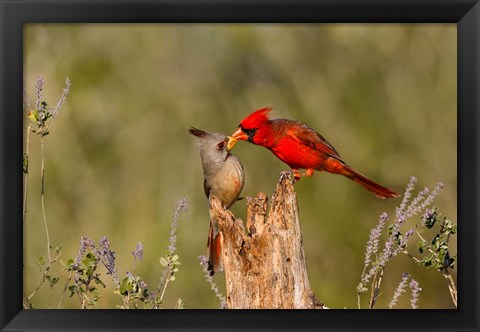 Framed Northern Cardinal Challenging A Pyrrhuloxia Print