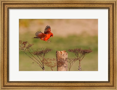 Framed Northern Cardinal Landing On A Perch Print