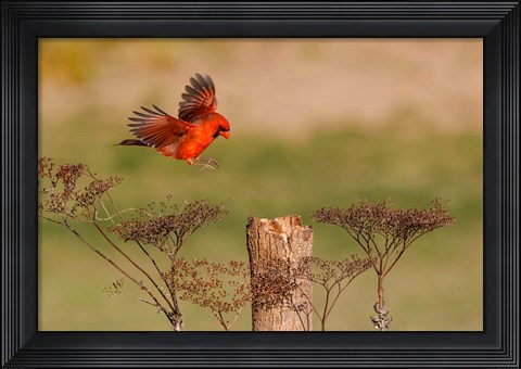 Framed Northern Cardinal Landing On A Perch Print