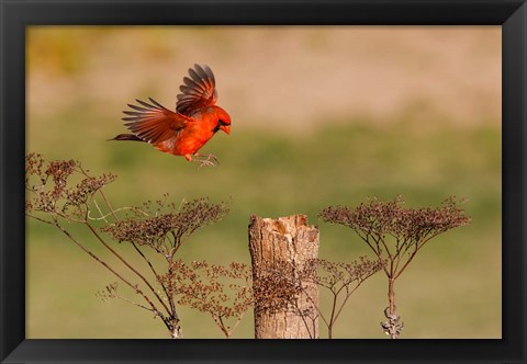 Framed Northern Cardinal Landing On A Perch Print