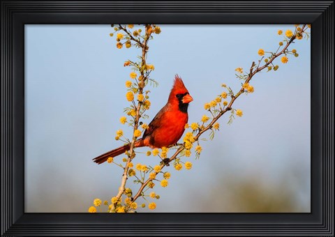 Framed Northern Cardinal Perched In A Blooming Huisache Tree Print