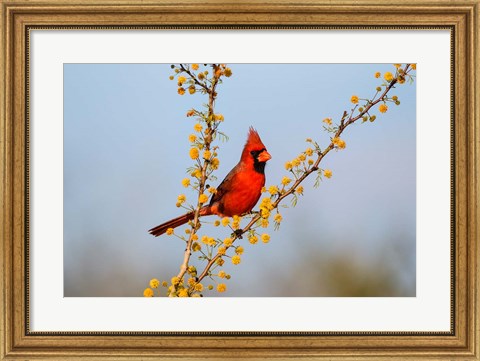 Framed Northern Cardinal Perched In A Blooming Huisache Tree Print