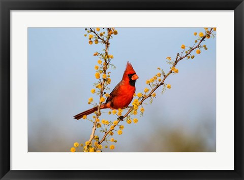 Framed Northern Cardinal Perched In A Blooming Huisache Tree Print