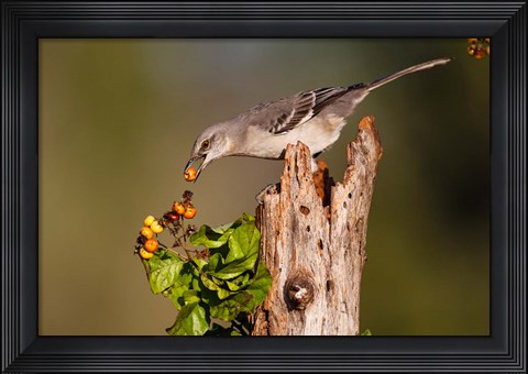 Framed Northern Mockingbird Feeding On Anaqua Berries Print