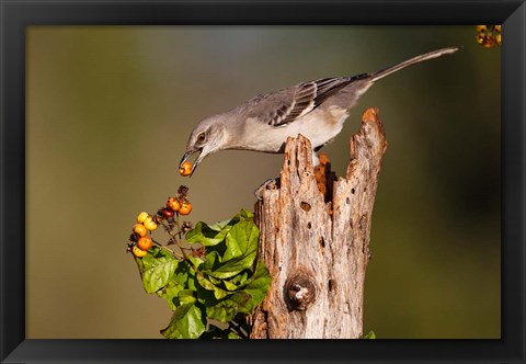 Framed Northern Mockingbird Feeding On Anaqua Berries Print