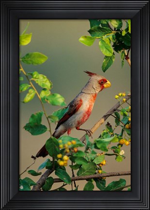 Framed Pyrrhuloxia In An Anacua Tree Print