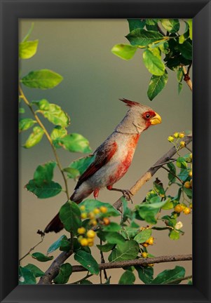 Framed Pyrrhuloxia In An Anacua Tree Print