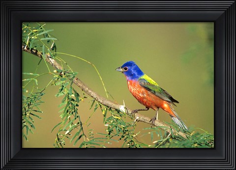 Framed Painted Bunting Perched Print