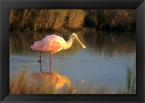 Framed Roseate Spoonbill, South Padre Island, Texas Print