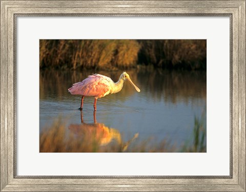 Framed Roseate Spoonbill, South Padre Island, Texas Print