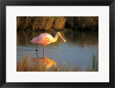 Framed Roseate Spoonbill, South Padre Island, Texas Print