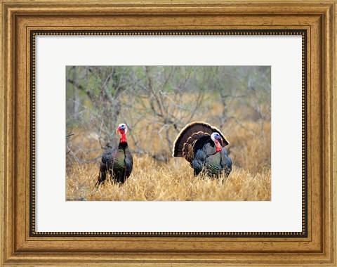 Framed Rio Grande Wild Turkeys Print
