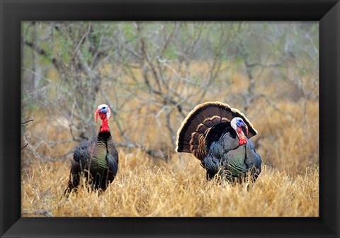 Framed Rio Grande Wild Turkeys Print