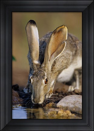 Framed Black-Tailed Jack Rabbit Drinking Print
