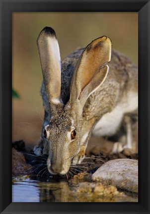 Framed Black-Tailed Jack Rabbit Drinking Print