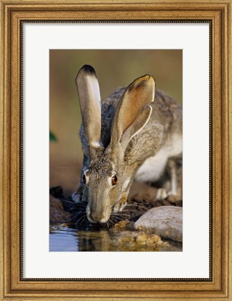 Framed Black-Tailed Jack Rabbit Drinking Print