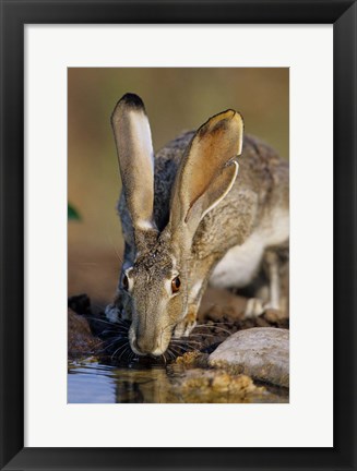 Framed Black-Tailed Jack Rabbit Drinking Print