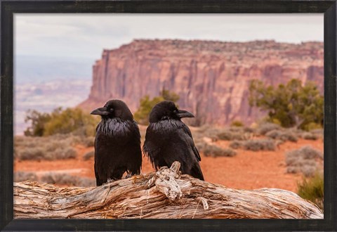 Framed Pair Of Ravens On A Log Print