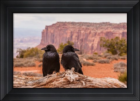 Framed Pair Of Ravens On A Log Print