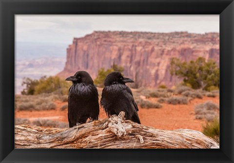 Framed Pair Of Ravens On A Log Print
