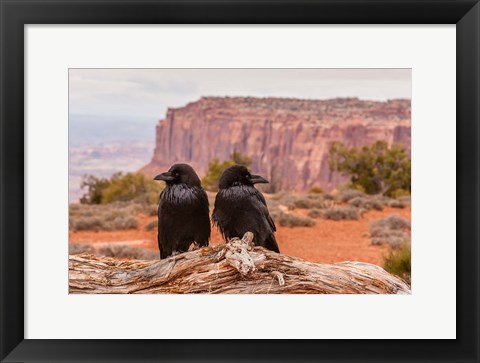 Framed Pair Of Ravens On A Log Print