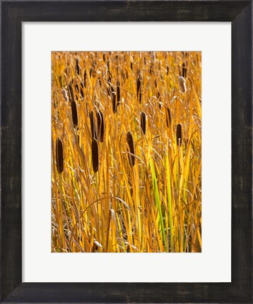 Framed Cattails In A Field, Utah Print