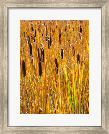 Framed Cattails In A Field, Utah Print