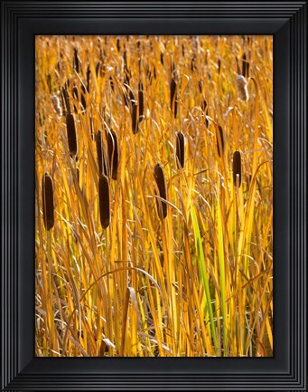 Framed Cattails In A Field, Utah Print