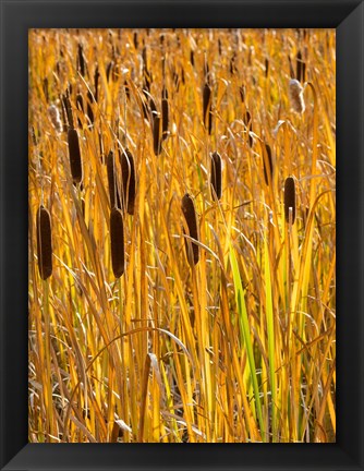 Framed Cattails In A Field, Utah Print