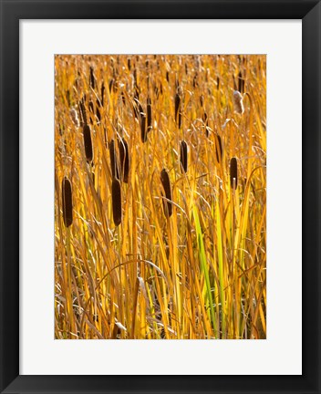 Framed Cattails In A Field, Utah Print