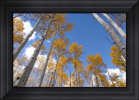 Framed Autumn Aspen Trees In The Fishlake National Forest, Utah Print