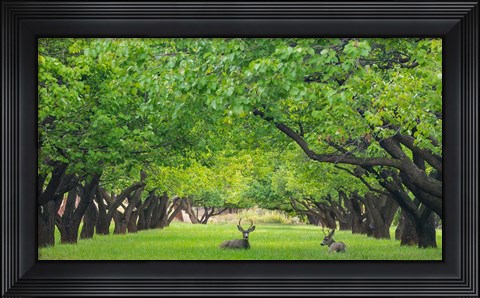 Framed Deer Resting In A Sylvan Orchard Print