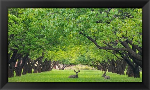 Framed Deer Resting In A Sylvan Orchard Print