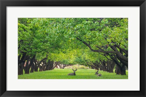 Framed Deer Resting In A Sylvan Orchard Print