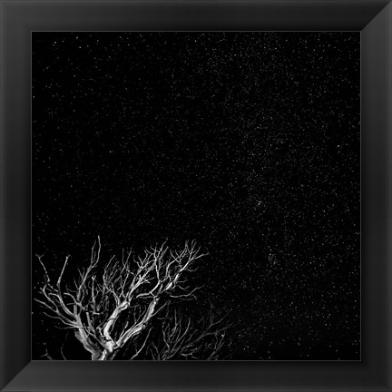 Framed Dead Tree And Night Sky At The Capitol Reef National Park, Utah Print